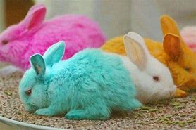 Image result for Easter Bunny Flowers