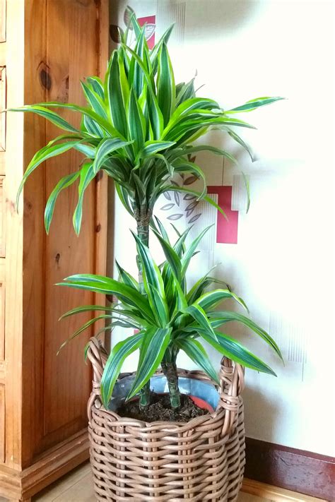 10 Best Tall Indoor Plants - Tall Houseplants