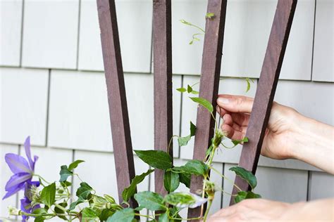 How When To Prune A Clematis Climbing Vine Fairview
