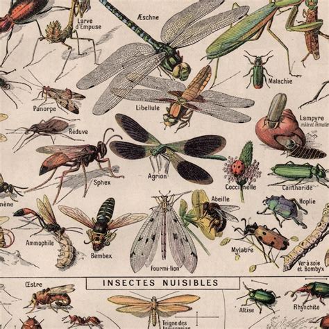 Image result for Printable Insect Identification Chart