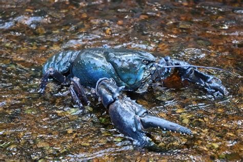 Tasmanian Giant Crayfish