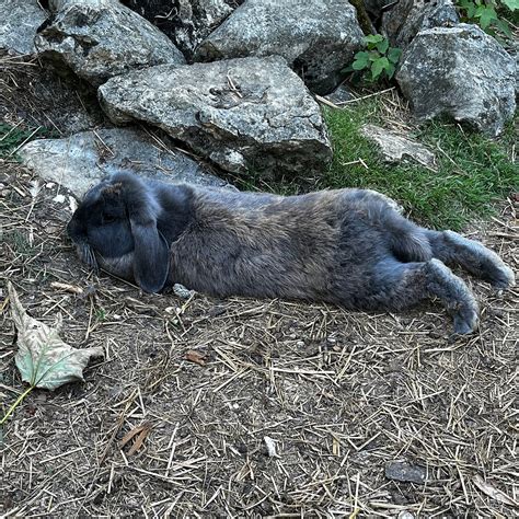 FAMILY ECOLODGE (Batilly-en-Puisaye) - B&B Reviews & Photos - Tripadvisor