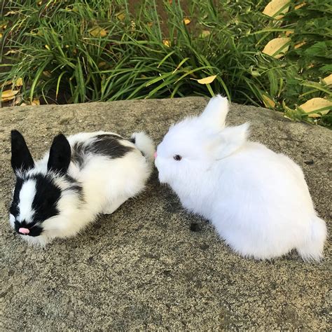 Pet Rabbits Black And White