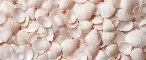 Image result for Finding Tropical Shells