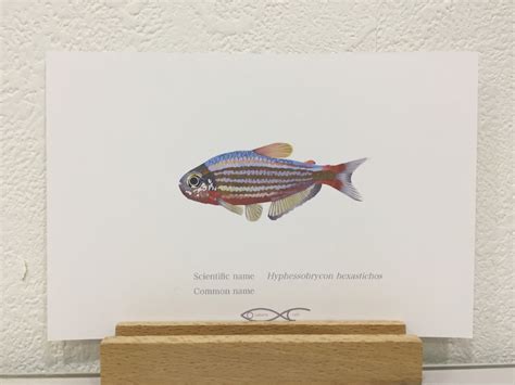 Hyphessobrycon hexastichos(Six Strypes Tetra) Drawing Postcard ...