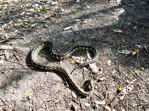 Image result for Django Python Love