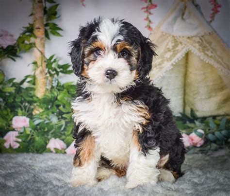 Mini bernedoodle puppies – Artofit