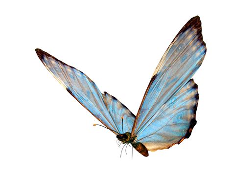 Butterfly Transparency and translucency Clip art - butterfly png ...