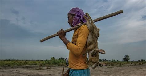 During Lockdown, Poaching For Meat Increased Significantly And That Is ...