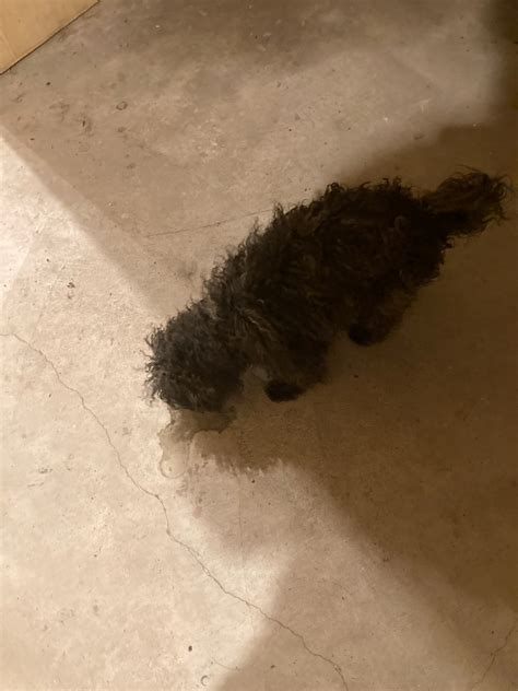 Lost and Found Ord Nebraska Police Department – Ord Police Department