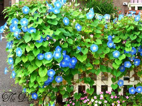 Blue Morning Glory Flowers