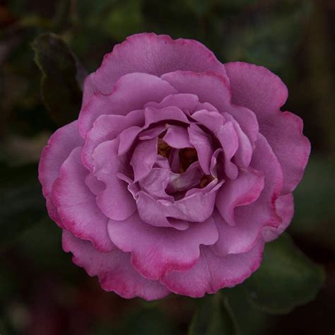 Heirloom Roses Rose Bush - The Angel Face Plant , | Ubuy India
