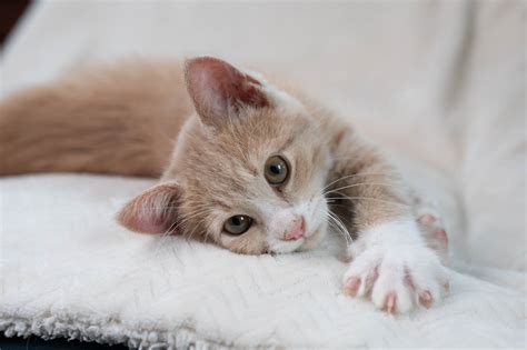 Corduroy – Whiskers TNR of Warren County