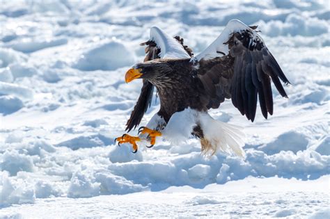 Japan Animals 的图像结果