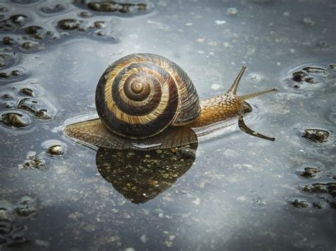 aquatic snail by Petar Boskovski | 500px | Snail, Aquatic, Cool pictures