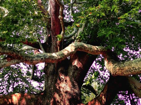 Tree Environment 的图像结果