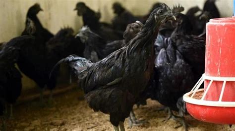 Poultry Farming: अपने बेड़े में शामिल करें इन तीन नस्ल के मुर्गे, मीट ...