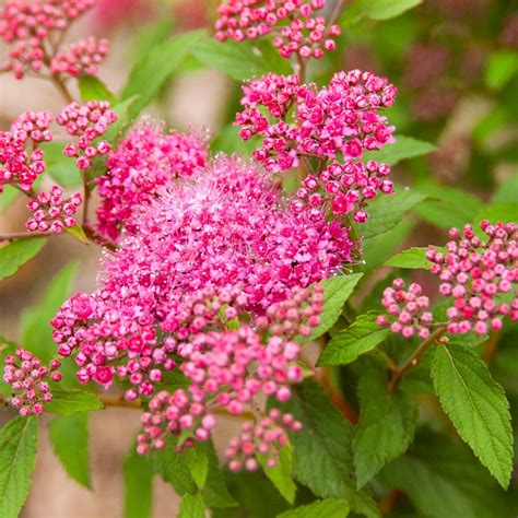 Low Maintenance Flowering Shrubs
