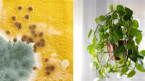 Can Plants Really See? What Science Says About Their Eyes
