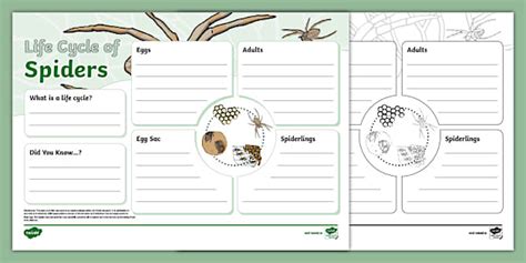 Life Cycle of Spiders Fact File Template