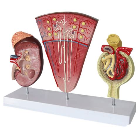 Buy Human Kidney Nephron and Glomerulus Model, 3D Kidney Anatomy ...