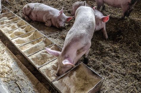 Hogs Bulls Fade on Wednesday