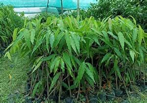 Cedar-Type Mast Tree Original Debdaru Plant – Live Monoon Longifolium ...