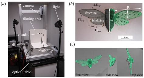 Postural Change of the Annual Cicada (Tibicen linnei) Helps Facilitate ...