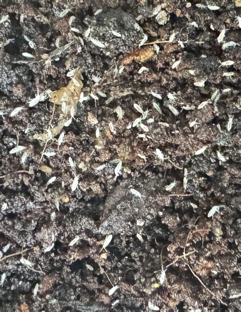 Image result for Spring Tails Colors