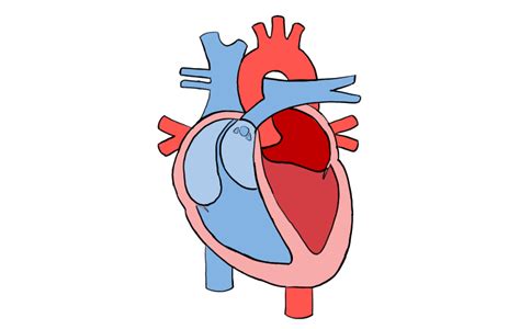 Image result for Cardiovascular System Drawing Easy
