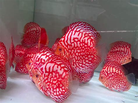 Yellow Checkerboard Discus 的图像结果