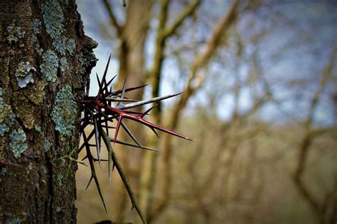 Image result for Tree with Bark Rot