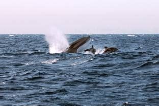3 Fin Whales, a Sperm Whale and 30 Bottlenose Dolphins