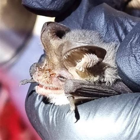 Babijt: Bats in our Bushland, Etwell Street off Kent St, East Victoria ...