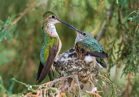 Discover the Official State Bird of Illinois - A-Z Animals