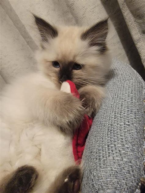 Here is a few more of my new kitty Bella. : r/kittens