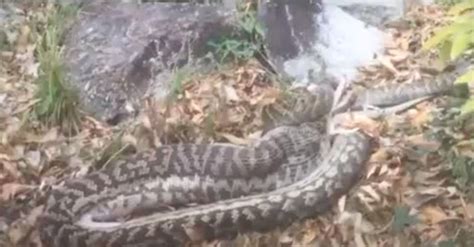 Image result for Python Swallowing Kangaroo