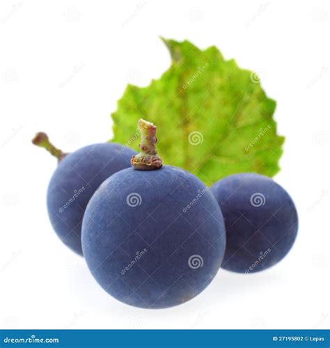 Blue grape berry stock photo. Image of leaf, agriculture - 27195802