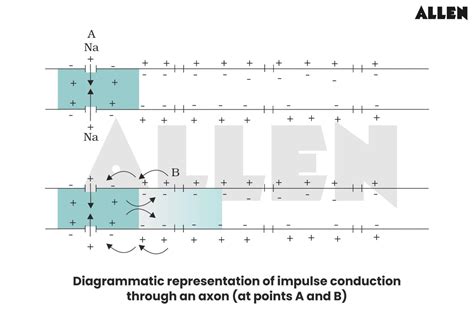Neural Control and Coordination NEET: Definitions, Solved Questions
