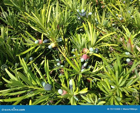 Podocarpus Macrophyllus, Buddhist Pine, or Japanese Yew Plant with Seed ...