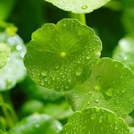 Buy Baby Body Lotion | Best Body Lotion For Dry Skin