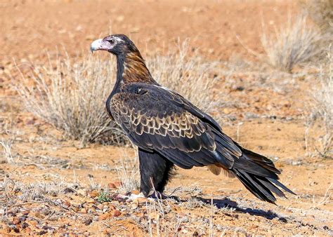 How Far Can Wedge Tailed Eagles See at Barbara Valentine blog