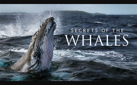 【国家地理频道】鲸鱼的秘密 全4集 1080P英语英字 Secrets Of The Whales_哔哩哔哩_bilibili