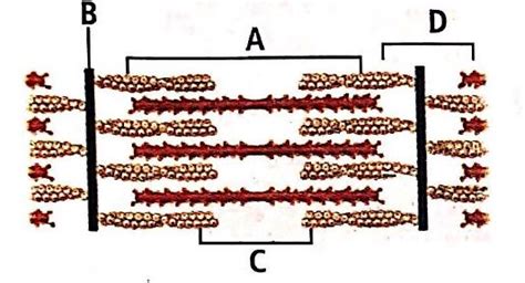 Given below is the figure of a sarcomere. Identify the parts labelled ...