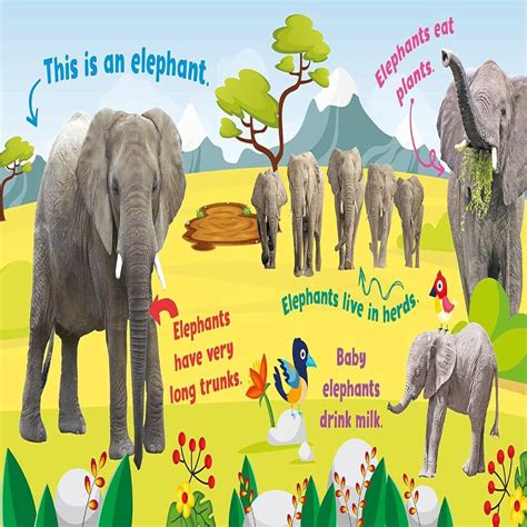 First Animal Facts Sound Book — Toycra