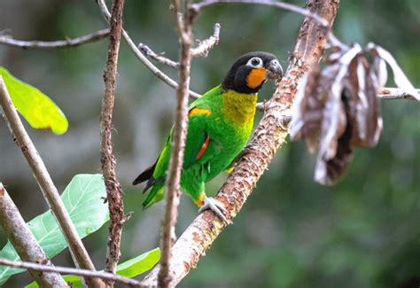 Image result for Parrot Search Algorithm