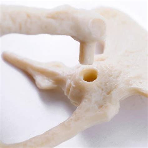 ⚡️Buy Maxbell Maxbell Dinosaur Excavation Kit Dig Your Own Skeleton ...