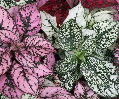 Polka dot plant care guide: 5 expert tips on this houseplant | Homes ...