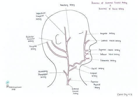 Medicowesome: Arterial Supply of the Head & Neck in a Nutshell!