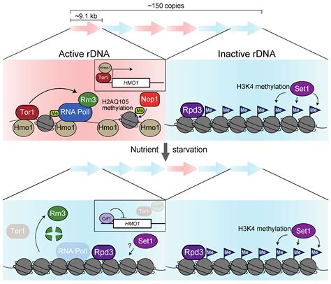 Comparative Research: Regulatory Mechanisms of Ribosomal Gene ...